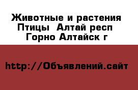 Животные и растения Птицы. Алтай респ.,Горно-Алтайск г.